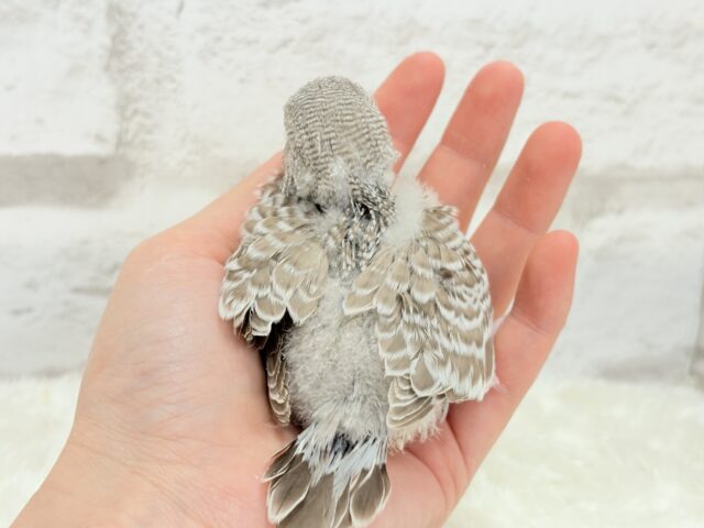 ジャンボセキセイインコ