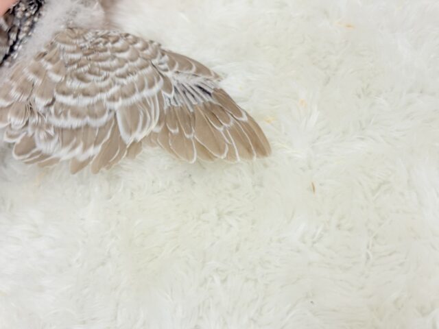 ジャンボセキセイインコ