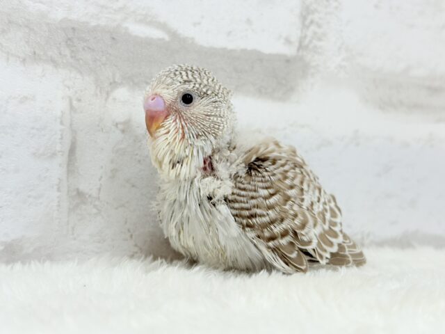 声高らかに♬元気よく🐣🌾ジャンボセキセイインコ(ノーマル) ヒナ ジャンボセキセイインコ