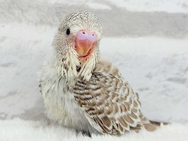 声高らかに♬元気よく🐣🌾ジャンボセキセイインコ(ノーマル) ヒナ 声高らかに♬元気よく🐣🌾ジャンボセキセイインコ(ノーマル) ヒナ