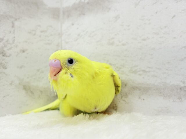 【最新画像更新🪄】好奇心旺盛のヒヨコちゃん🐣💫セキセイインコ(黄色ハルクイン) ヒナ セキセイインコ