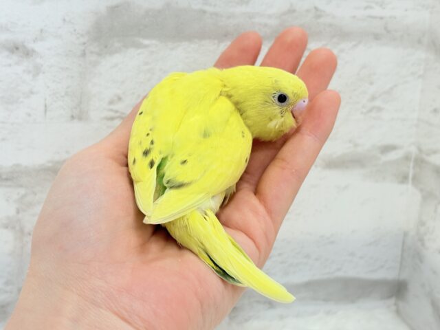 【最新画像更新🪄】好奇心旺盛のヒヨコちゃん🐣💫セキセイインコ(黄色ハルクイン) ヒナ セキセイインコ