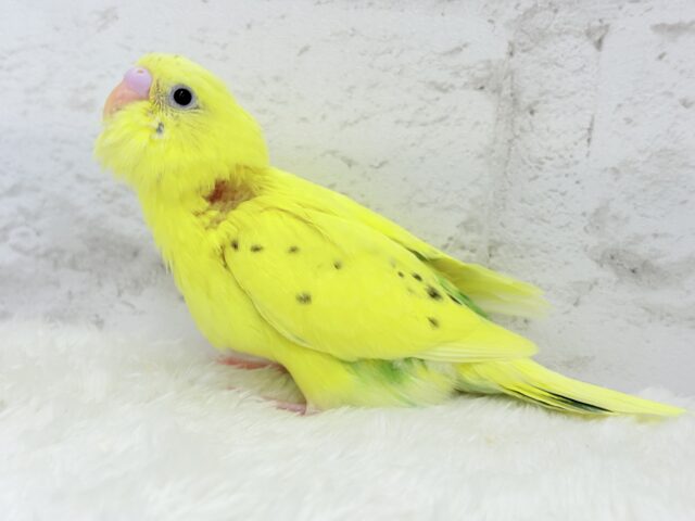 【最新画像更新🪄】好奇心旺盛のヒヨコちゃん🐣💫セキセイインコ(黄色ハルクイン) ヒナ セキセイインコ