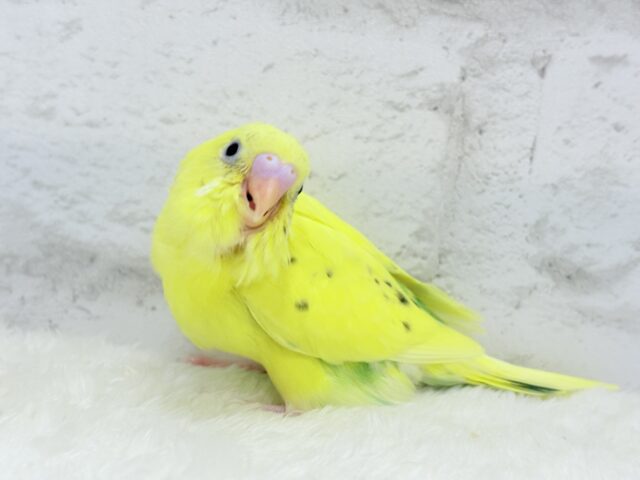 【最新画像更新🪄】好奇心旺盛のヒヨコちゃん🐣💫セキセイインコ(黄色ハルクイン) ヒナ セキセイインコ