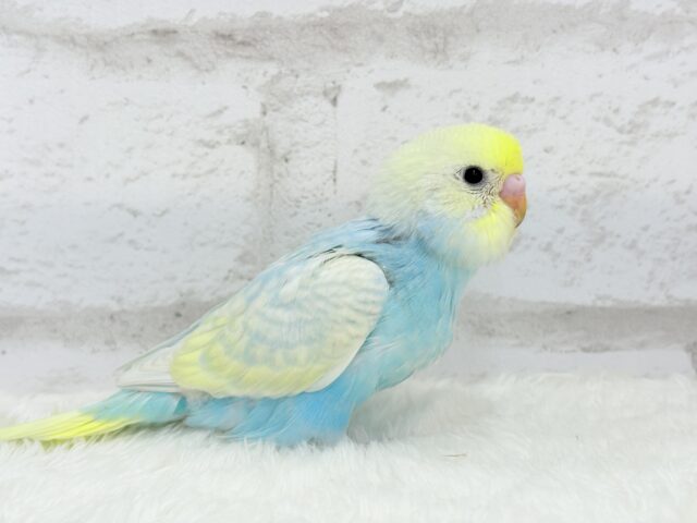 【最新画像更新🪄】甘々コットンキャンディー🍬🫧セキセイインコ(パステルレインボー) ヒナ セキセイインコ