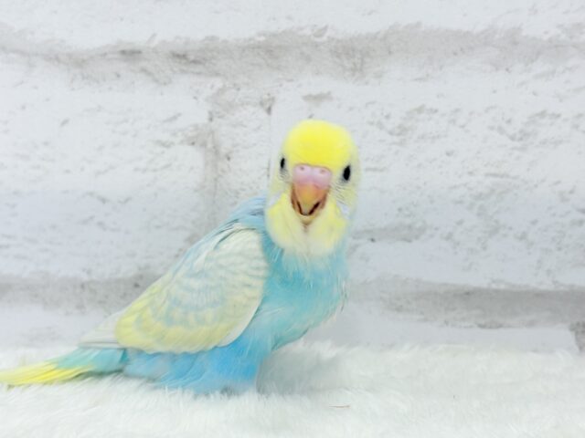 【最新画像更新🪄】甘々コットンキャンディー🍬🫧セキセイインコ(パステルレインボー) ヒナ セキセイインコ