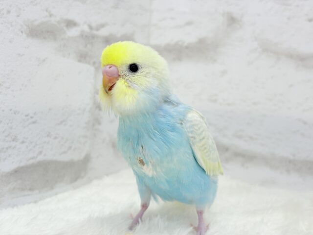 【最新画像更新🪄】甘々コットンキャンディー🍬🫧セキセイインコ(パステルレインボー) ヒナ セキセイインコ