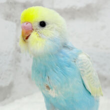 【最新画像更新🪄】甘々コットンキャンディー🍬🫧セキセイインコ(パステルレインボー) ヒナ