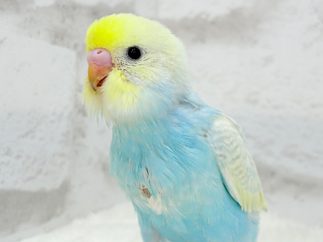 【最新画像更新🪄】甘々コットンキャンディー🍬🫧セキセイインコ(パステルレインボー) ヒナ 【最新画像更新🪄】甘々コットンキャンディー🍬🫧セキセイインコ(パステルレインボー) ヒナ