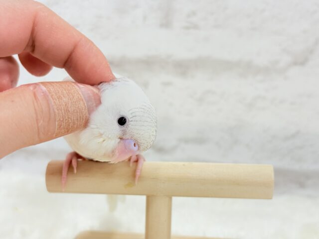 【最新画像更新🪄】真っ白ふわもち☁️綿菓子ちゃん🐥🍬セキセイインコ(パイド) セキセイインコ