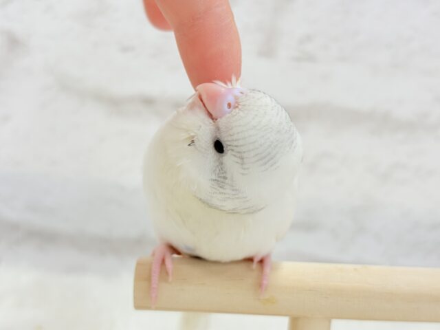 【最新画像更新🪄】真っ白ふわもち☁️綿菓子ちゃん🐥🍬セキセイインコ(パイド) セキセイインコ