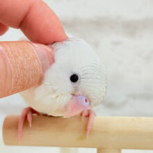 【最新画像更新🪄】真っ白ふわもち☁️綿菓子ちゃん🐥🍬セキセイインコ(パイド)