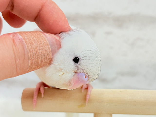 【最新画像更新🪄】真っ白ふわもち☁️綿菓子ちゃん🐥🍬セキセイインコ(パイド) 【最新画像更新🪄】真っ白ふわもち☁️綿菓子ちゃん🐥🍬セキセイインコ(パイド)