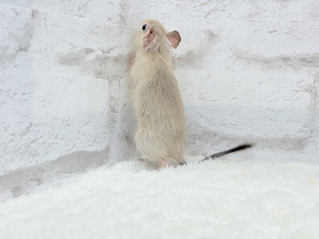 ☆てんしんらんまん☆デグー(サンド)女の子 デグー