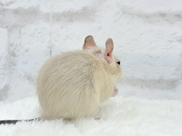 ☆てんしんらんまん☆デグー(サンド)女の子 デグー