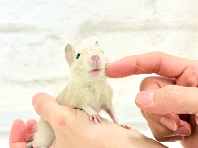 ☆てんしんらんまん☆デグー(サンド)女の子 デグー