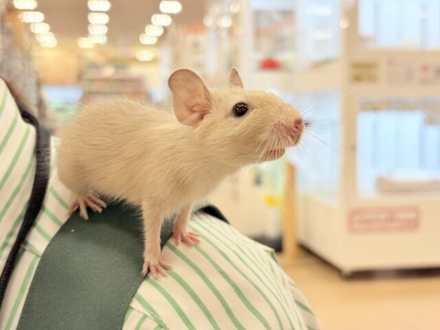 ☆てんしんらんまん☆デグー(サンド)女の子 デグー