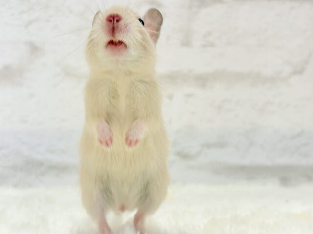 ☆てんしんらんまん☆デグー(サンド)女の子 デグー