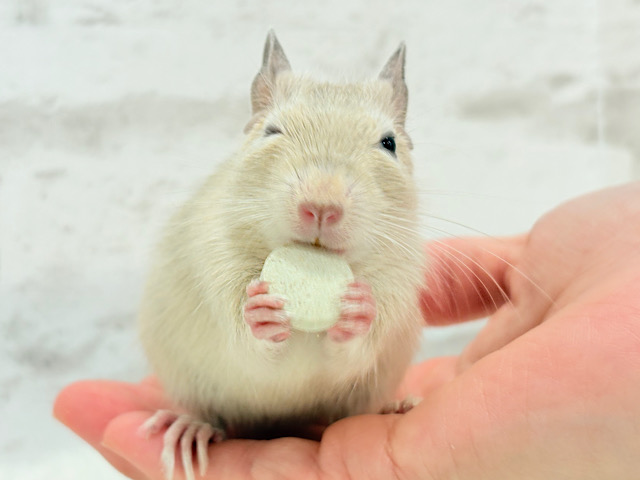 ☆てんしんらんまん☆デグー(サンド)女の子 ☆てんしんらんまん☆デグー(サンド)女の子