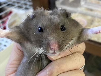 ちっちゃくても存在感抜群!カラーハムスターの男のコ ゴールデンハムスター