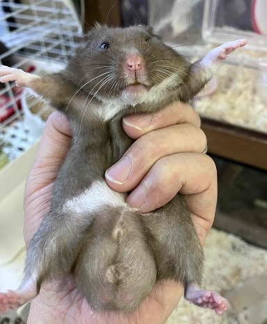 ちっちゃくても存在感抜群!カラーハムスターの男のコ ゴールデンハムスター