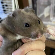 ちっちゃくても存在感抜群！カラーハムスターの男のコ