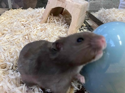 ちっちゃくても存在感抜群!カラーハムスターの男のコ ゴールデンハムスター