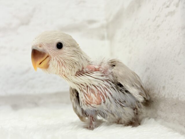 コザクラインコ（小桜インコ）