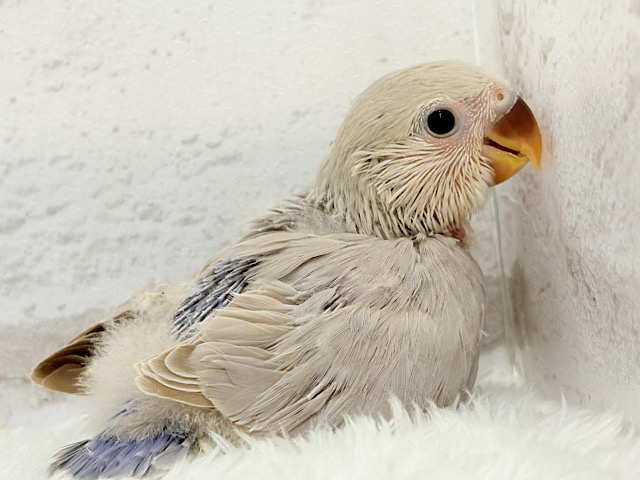 藤色の優しい世界🐣🪻コザクラインコ(バイオレットシナモン) ヒナ