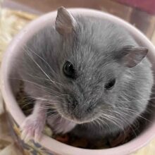 上品なカラーは魅力抜群！ロシアンブルーハムスター入舎