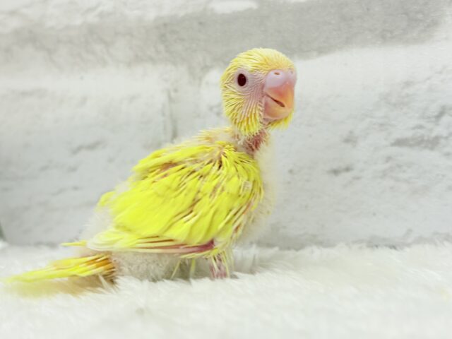 まっきっきーのヒヨコちゃん🐣💛セキセイインコ(ルチノー) ヒナ セキセイインコ
