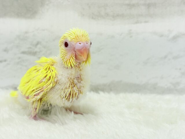 まっきっきーのヒヨコちゃん🐣💛セキセイインコ(ルチノー) ヒナ セキセイインコ