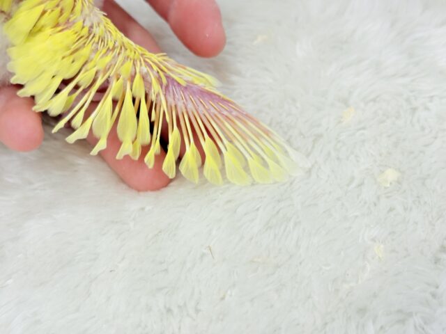 まっきっきーのヒヨコちゃん🐣💛セキセイインコ(ルチノー) ヒナ セキセイインコ