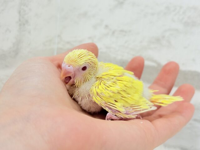 まっきっきーのヒヨコちゃん🐣💛セキセイインコ(ルチノー) ヒナ セキセイインコ