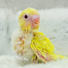 まっきっきーのヒヨコちゃん🐣💛セキセイインコ(ルチノー) ヒナ