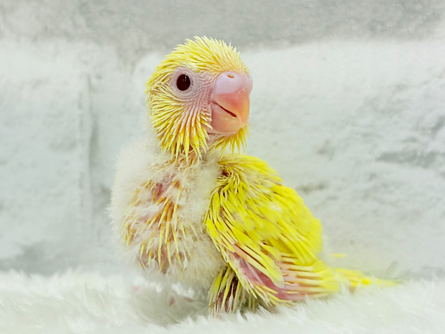 まっきっきーのヒヨコちゃん🐣💛セキセイインコ(ルチノー) ヒナ まっきっきーのヒヨコちゃん🐣💛セキセイインコ(ルチノー) ヒナ