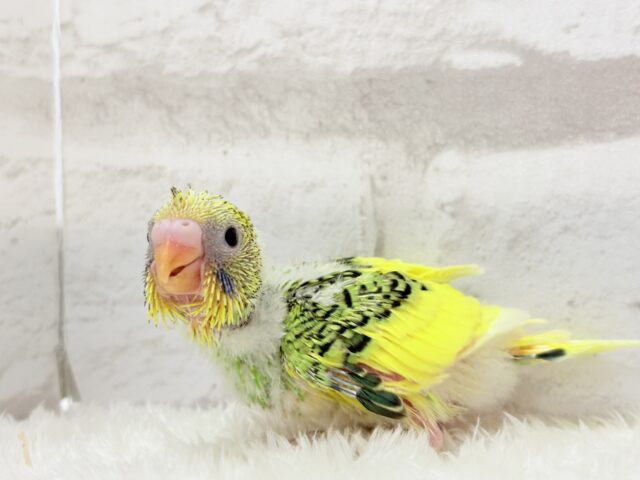 セキセイインコ