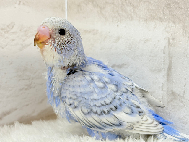 カメラを向けるとモデルに変身！？🧚‍♀️✨セキセイインコ(スパングル) ヒナ