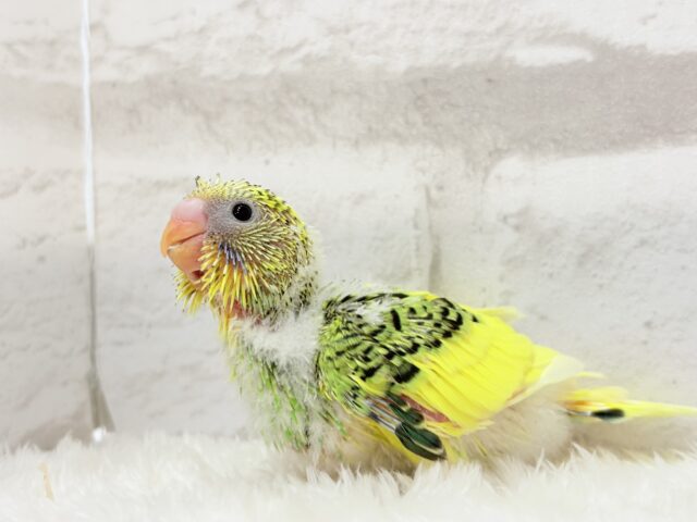 ちょこんと寝癖の可愛い子♡セキセイインコ(パイド) ヒナ セキセイインコ