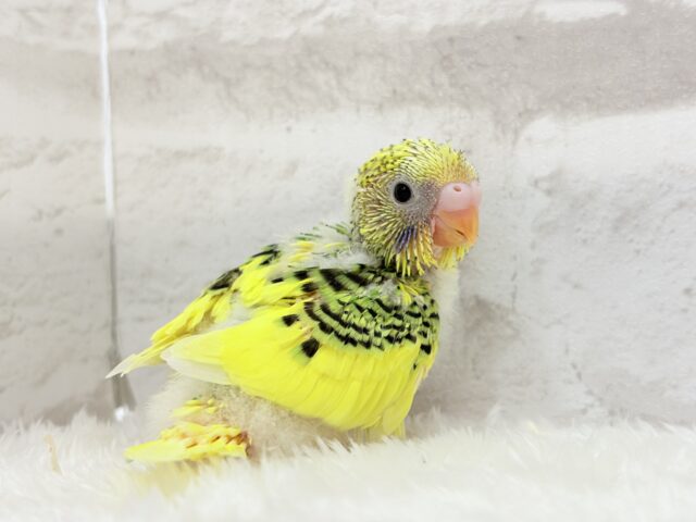 ちょこんと寝癖の可愛い子♡セキセイインコ(パイド) ヒナ セキセイインコ