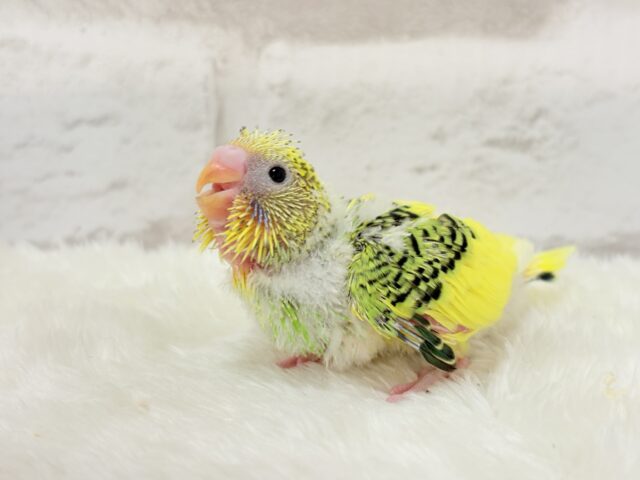 ちょこんと寝癖の可愛い子♡セキセイインコ(パイド) ヒナ セキセイインコ
