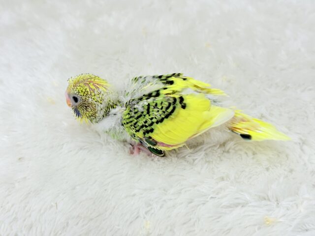 セキセイインコ