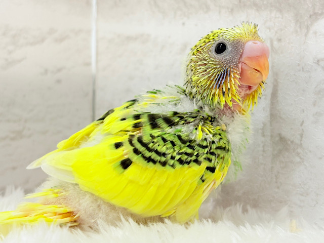 ちょこんと寝癖の可愛い子♡セキセイインコ(パイド) ヒナ ちょこんと寝癖の可愛い子♡セキセイインコ(パイド) ヒナ