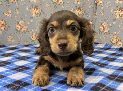 ちょっぴりマッチョ⁉むちむちカニンヘンダックスデビューこのこ