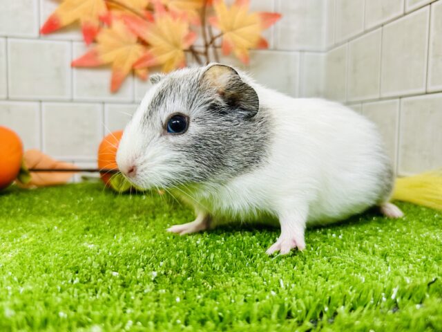 真っ白新雪にキラッとシルバー✨ イングリッシュモルモット イングリッシュモルモット