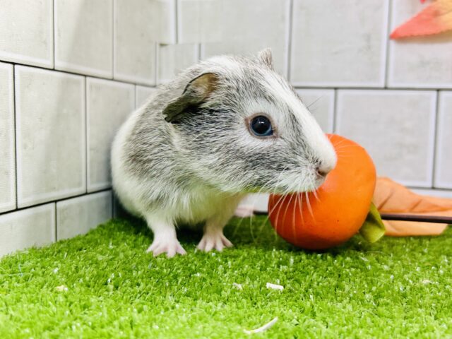 真っ白新雪にキラッとシルバー✨ イングリッシュモルモット イングリッシュモルモット