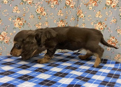 カニンヘンダックス