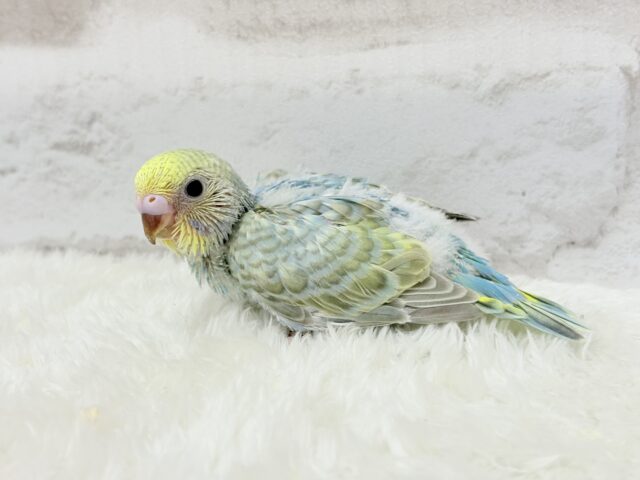 おめめくりくり.*・゚レインボー🐣🪇セキセイインコ(パステルカラーレインボー) ヒナ セキセイインコ