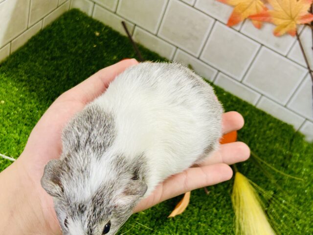 真っ白新雪にキラッとシルバー✨ イングリッシュモルモット イングリッシュモルモット