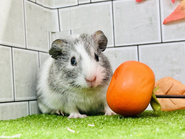 真っ白新雪にキラッとシルバー✨ イングリッシュモルモット イングリッシュモルモット